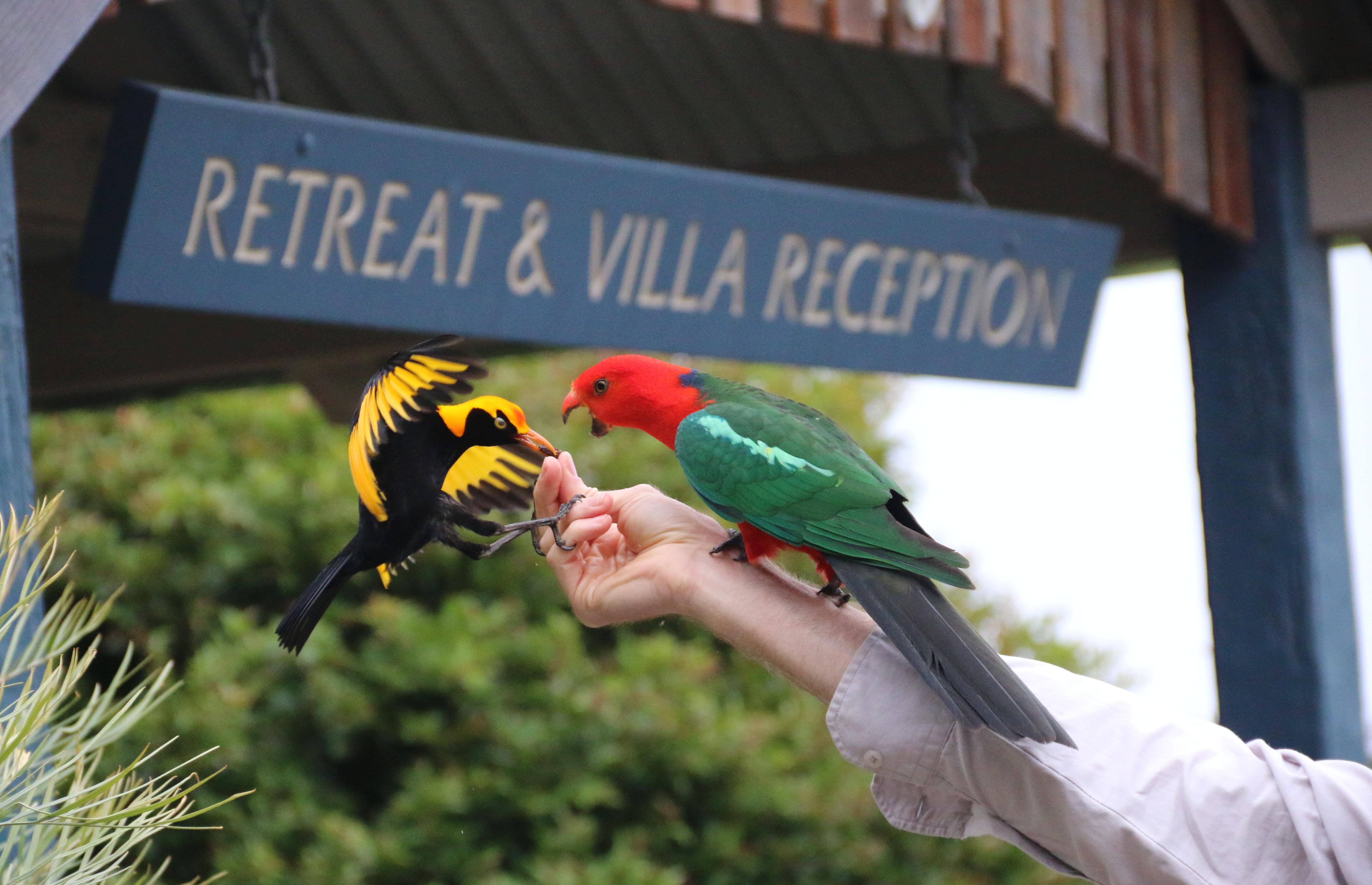 O'Reilly'S Rainforest Retreat Canungra المظهر الخارجي الصورة